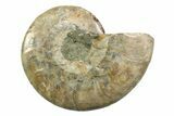 Cut & Polished Ammonite Fossil (Half) - Madagascar #354132-1